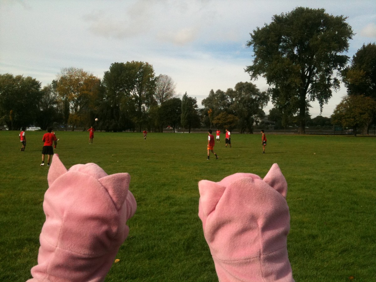 Die Schweine verfolgen ein Fußballspiel.