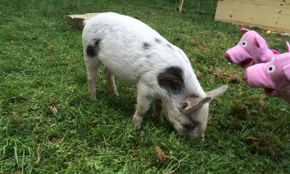 Maria isst gerne Gras, was die Schweine wundert, denn Kartoffeln wurden bisher verschmäht.