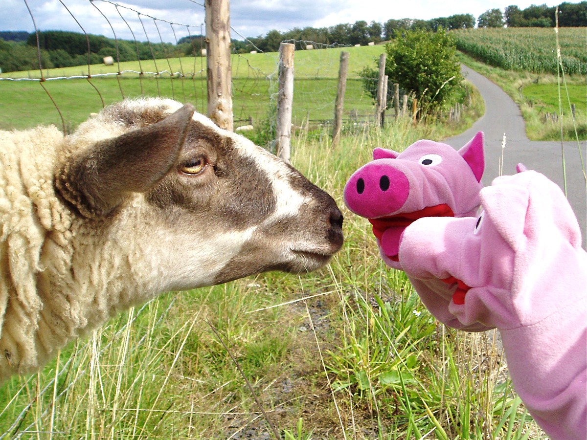 Dieses Schaf erzählt einen Witz. Die Schweine lachen sich kaputt.