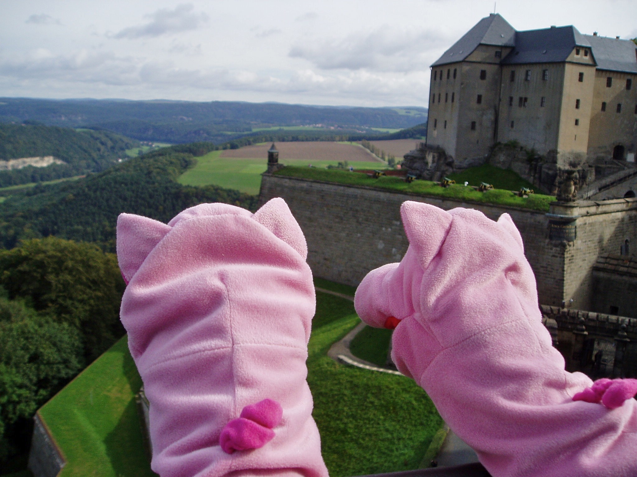 Die Schweine auf der Festung Königstein ... 