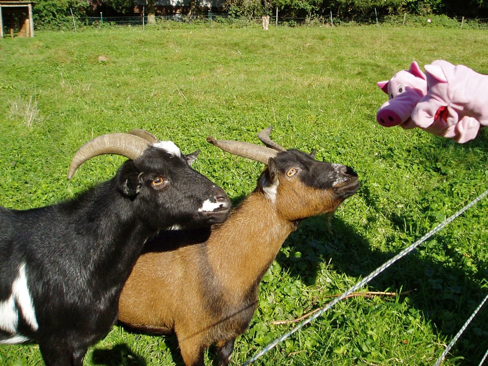 Ein Ziegenpaar gibt den Schweinen einen Tip: etwas weiter runter gibt es Obst.