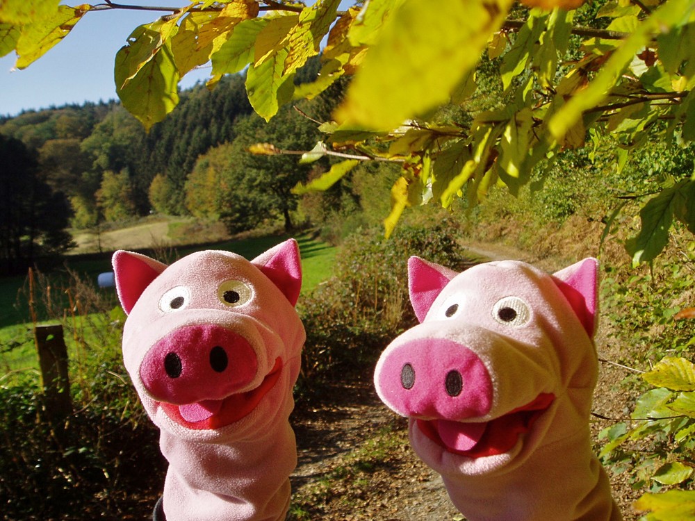 Laubfärbung am Schlingenbach. Die Schweine freuen sich über den schönen Herbst!