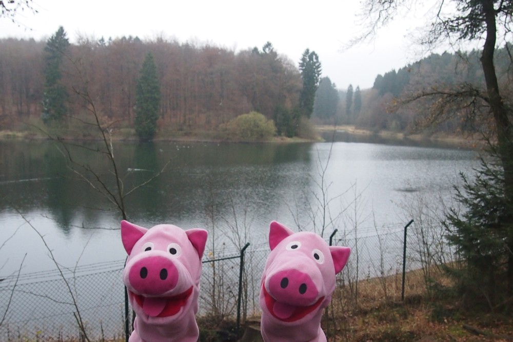 Die Schweine freuen sich über das türkisfarbene Leuchten des Sees vor dem satten Grün des Waldes.
