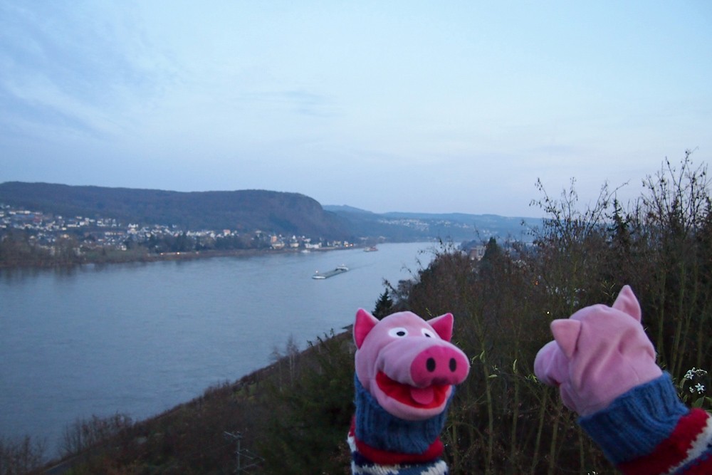 Schwein mit Rhein!