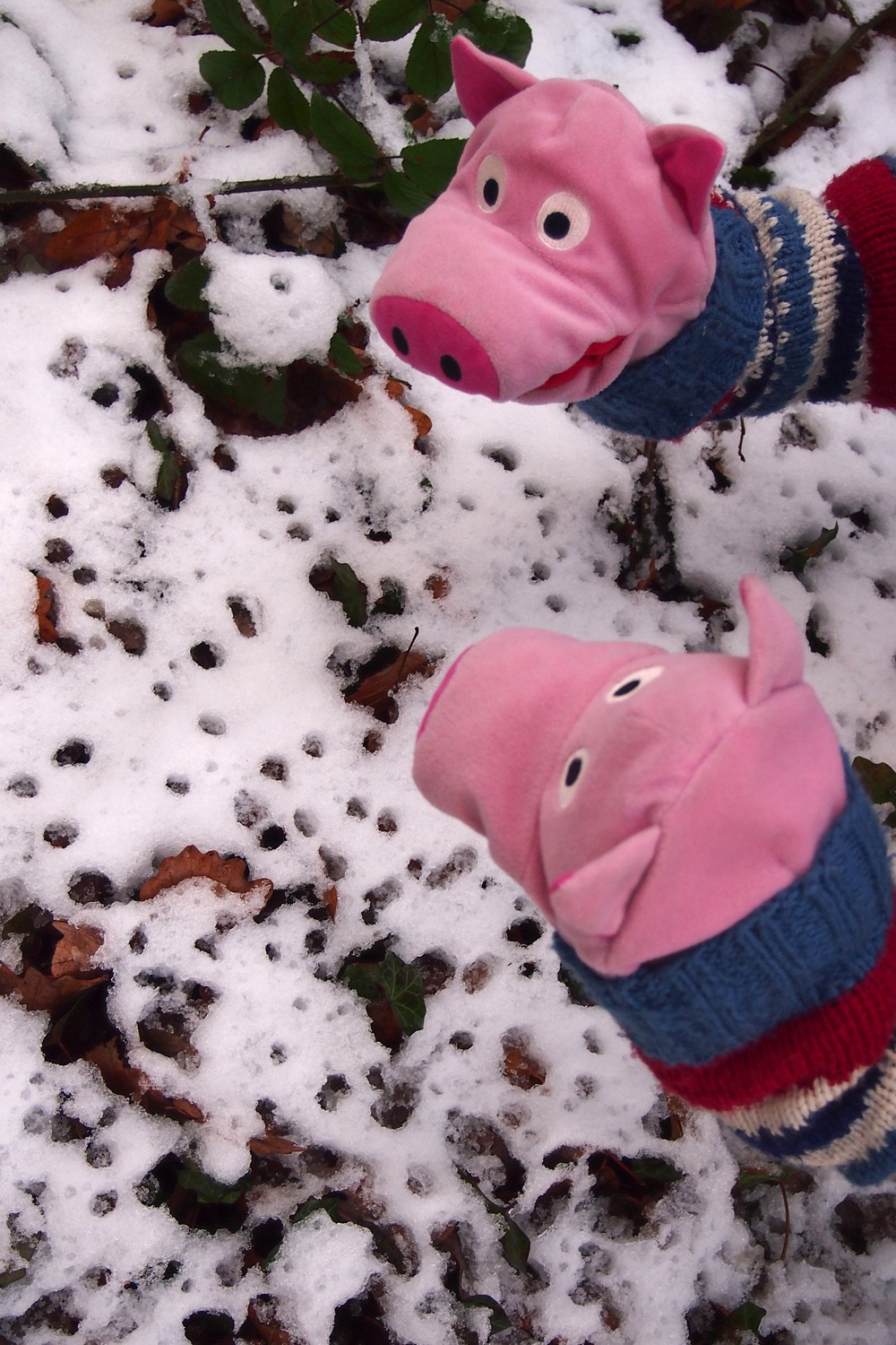 Es hat geschneit! Die Schweine bewundern den ersten Schnee...