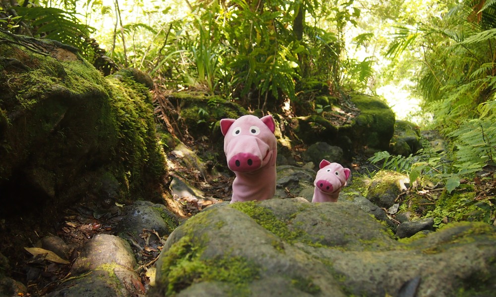 Hier sind die Schweine beim Aufstieg zu den Pinnacles zu beobachten. Schwitz!