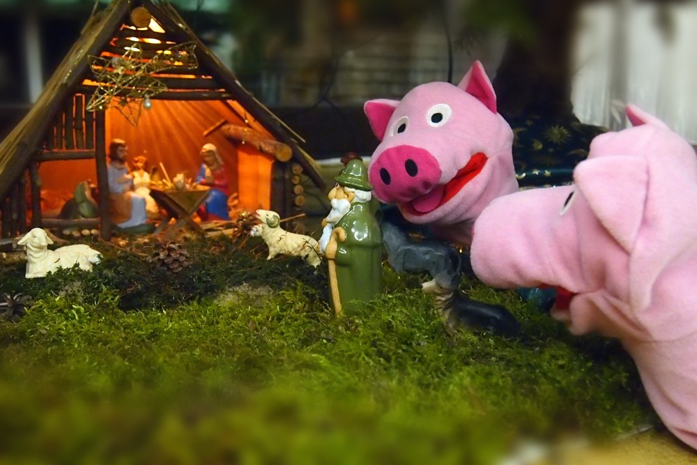 Die Schweine bestaunen den Stall mit Krippe und Kind.