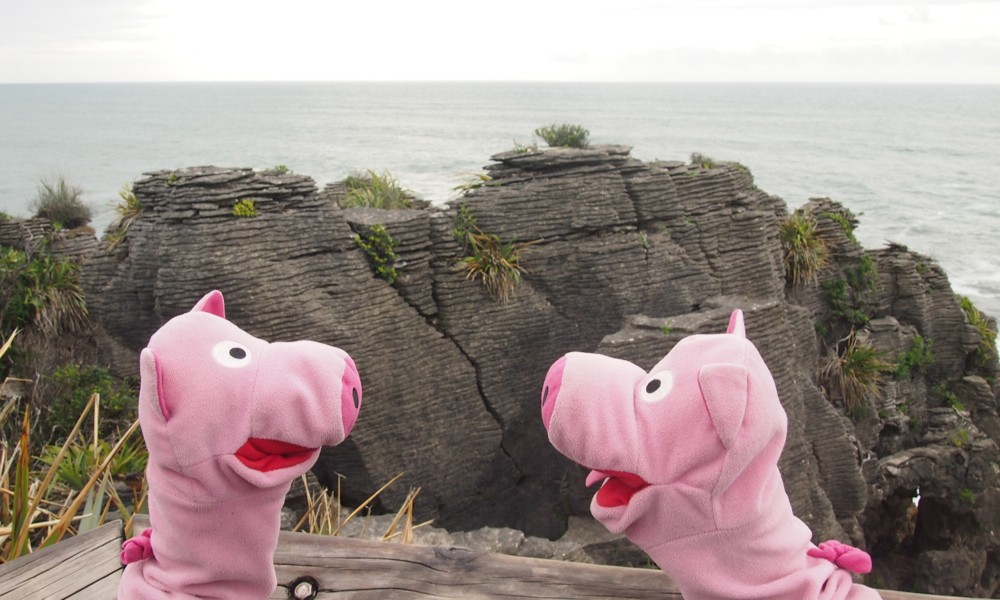 Am Meer besichtigen die Schweine die sogenannten Pancake Rocks...
