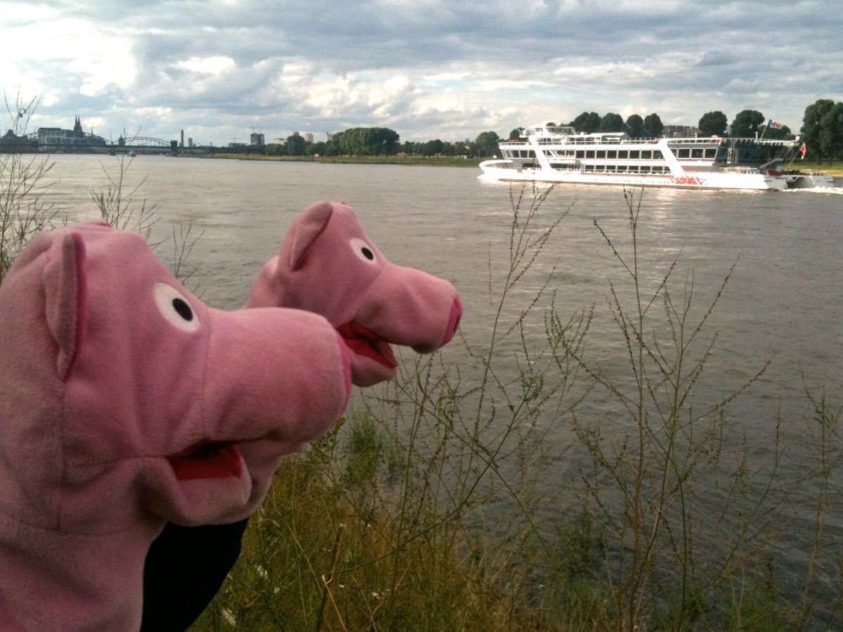 Gerne würden die Schweine mal eine Dampferfahrt machen.