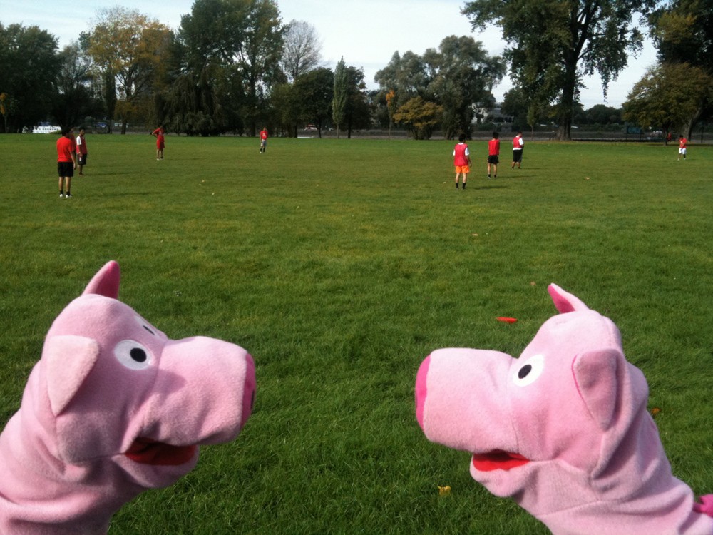 Die Schweine analysieren den Spielverlauf und sind sich einig ...