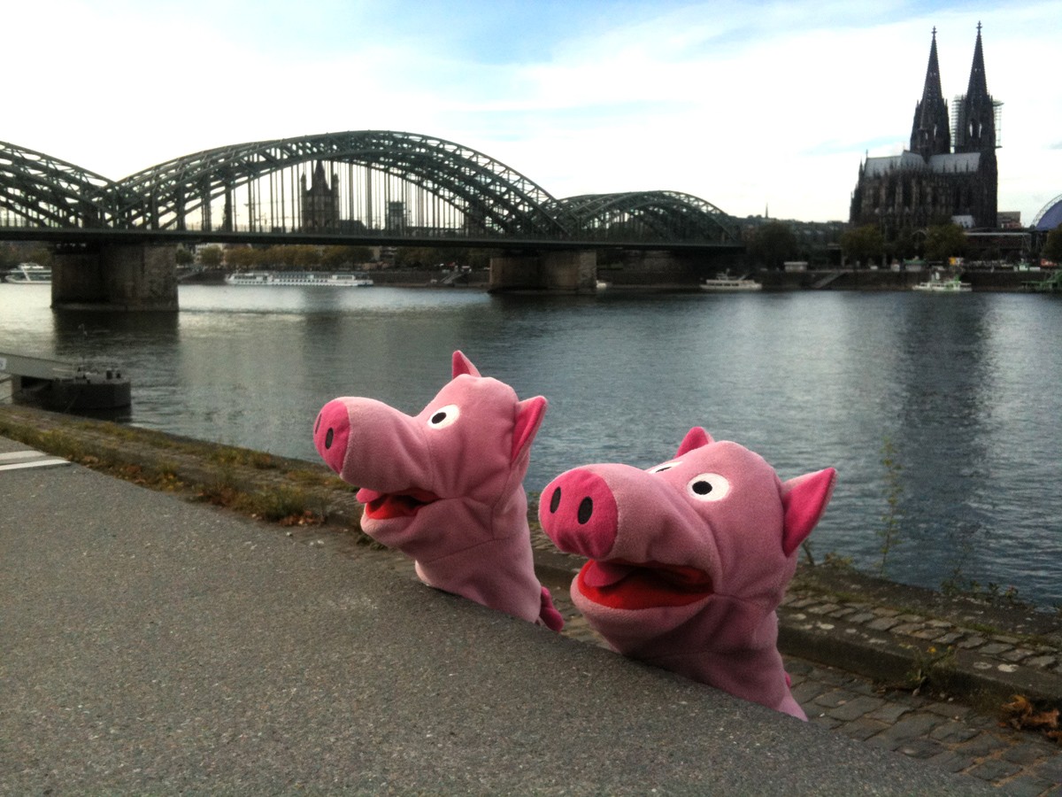 "Hallo, schaun sie mal hierher!" Die Schweine möchten was singen.