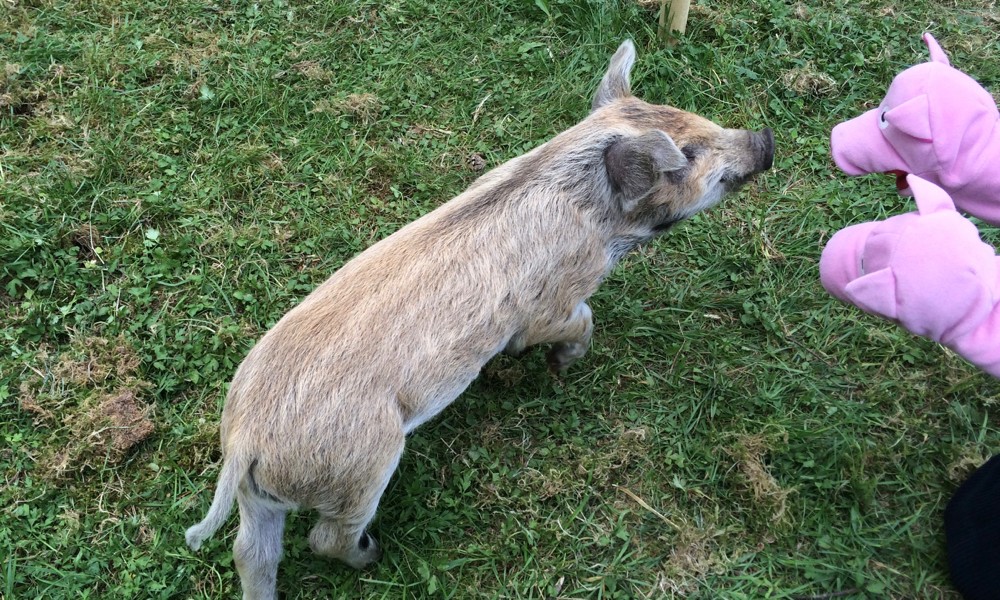 Das ist Fernando. Fernando ist ein Streifenschwein. 