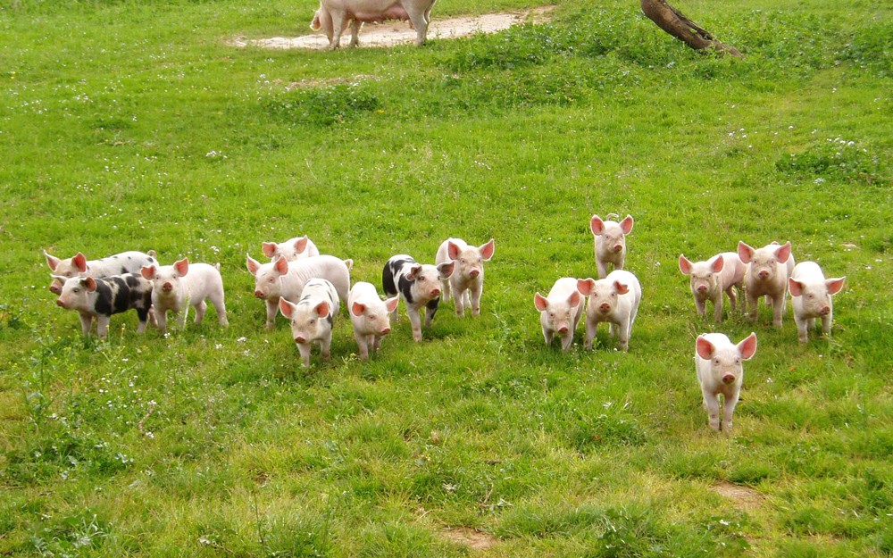 Es gab reichlich Nachwuchs.