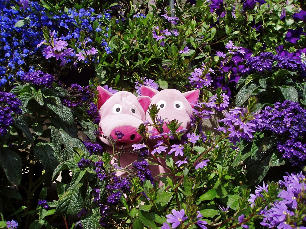 Und es folgt ein Bad in den Blumenrabatten in blau...