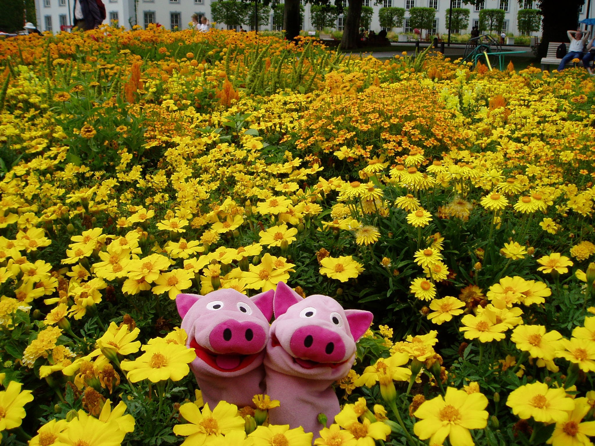 ... wird gesungen: "Gelbe Blümchen mögen wir, heute trinken wir kein Bier!"