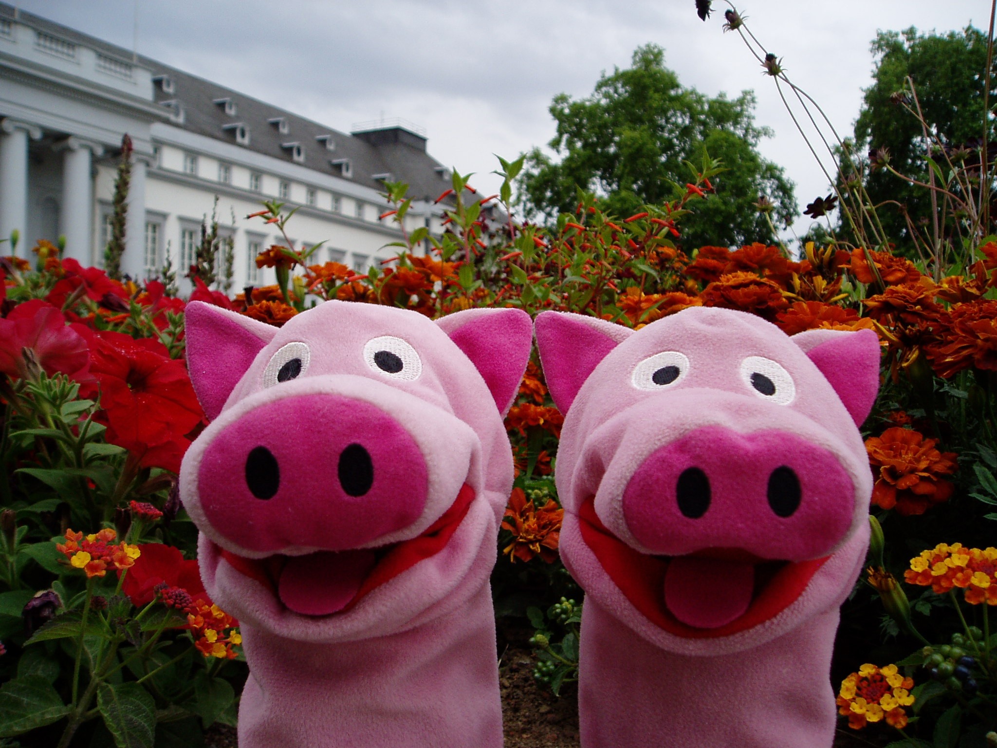 Die Buga hat den Schweinen viel Freude bereitet.
