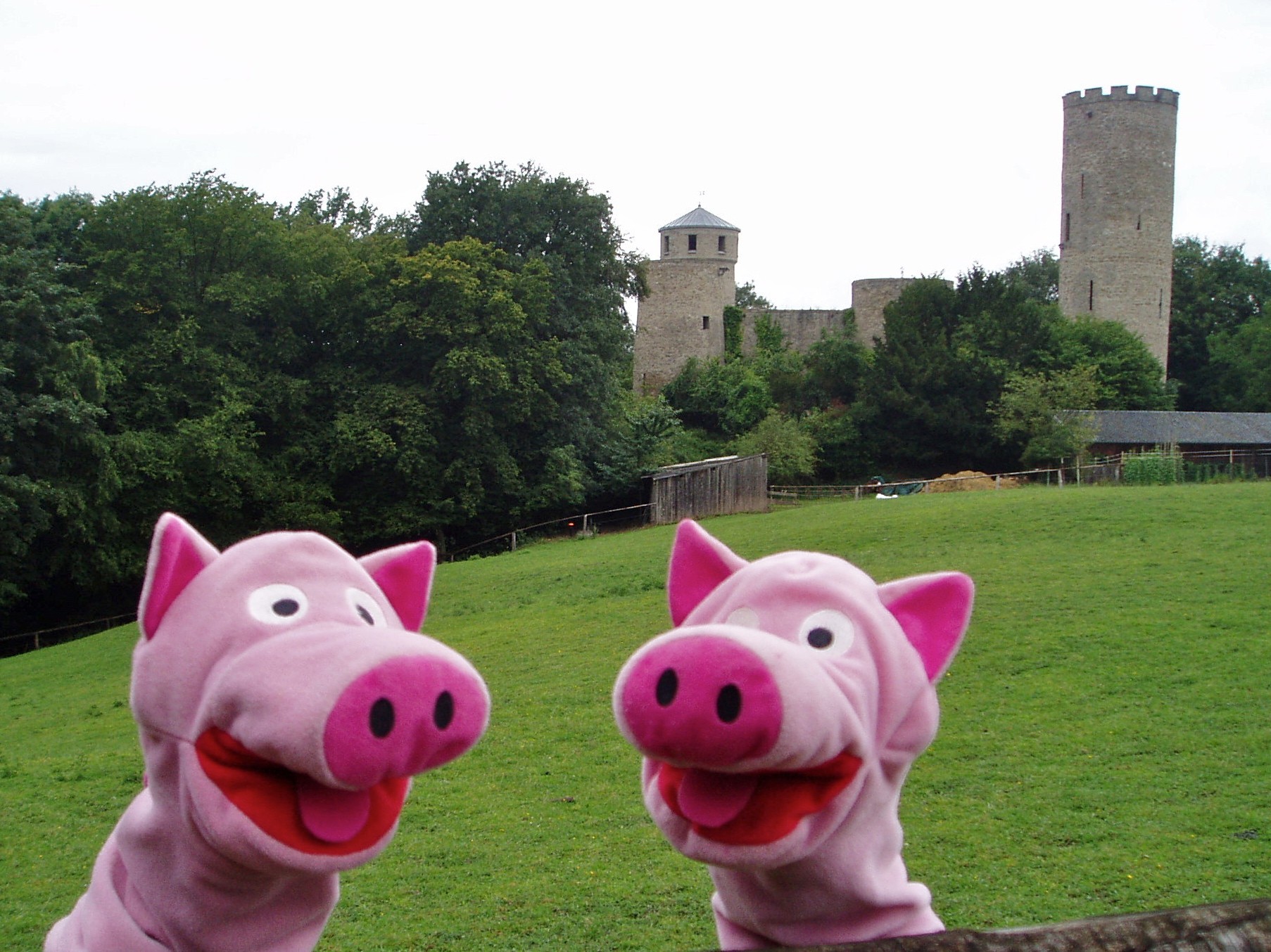 Die Schweine vor der Landsburg.