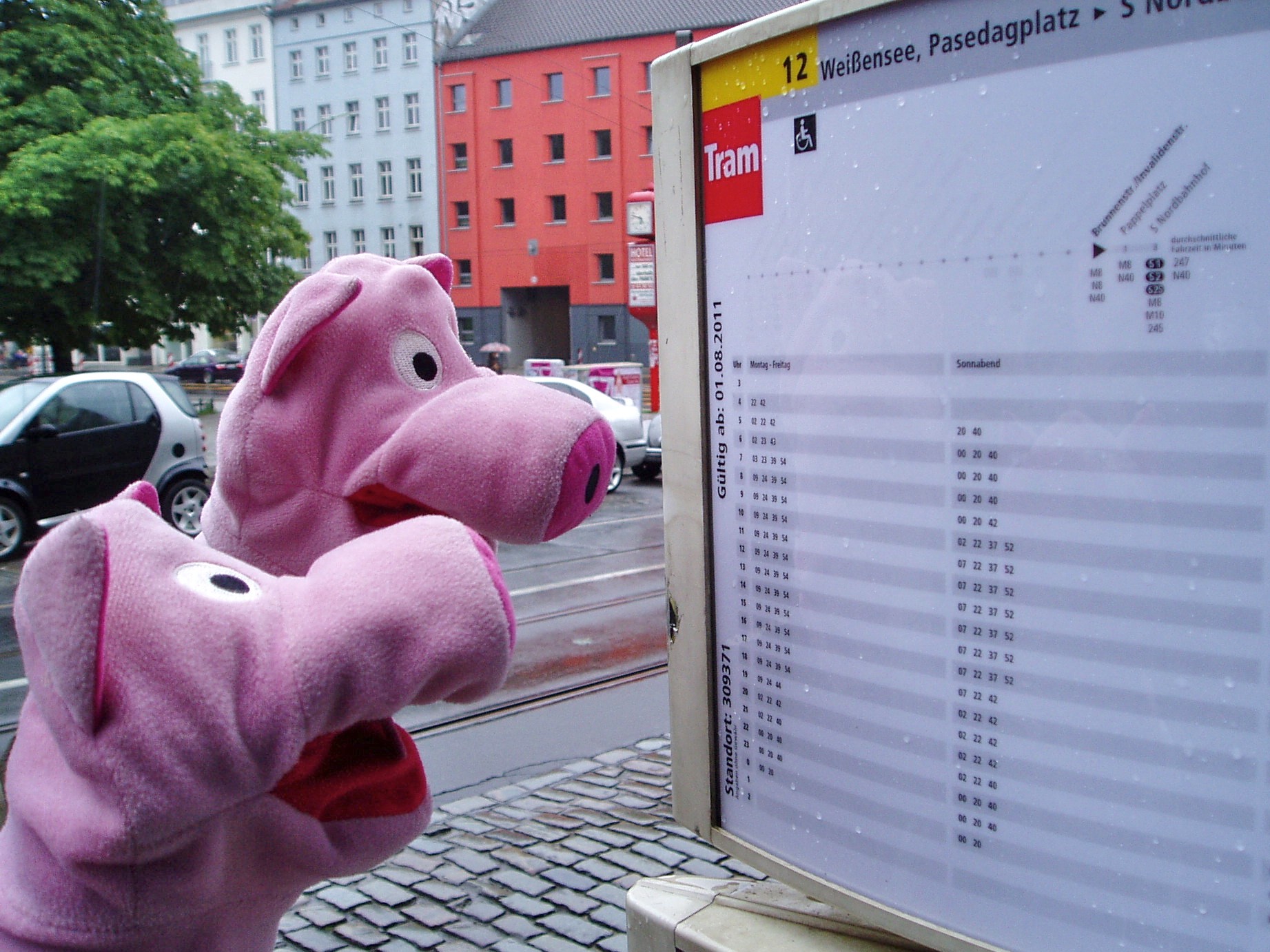  Die Schweine studieren den Busfahrplan...