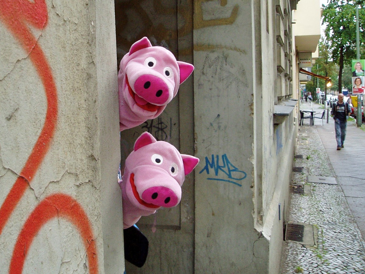 Trotz fiesem Wetter hatten die Schweine aber gute Laune!