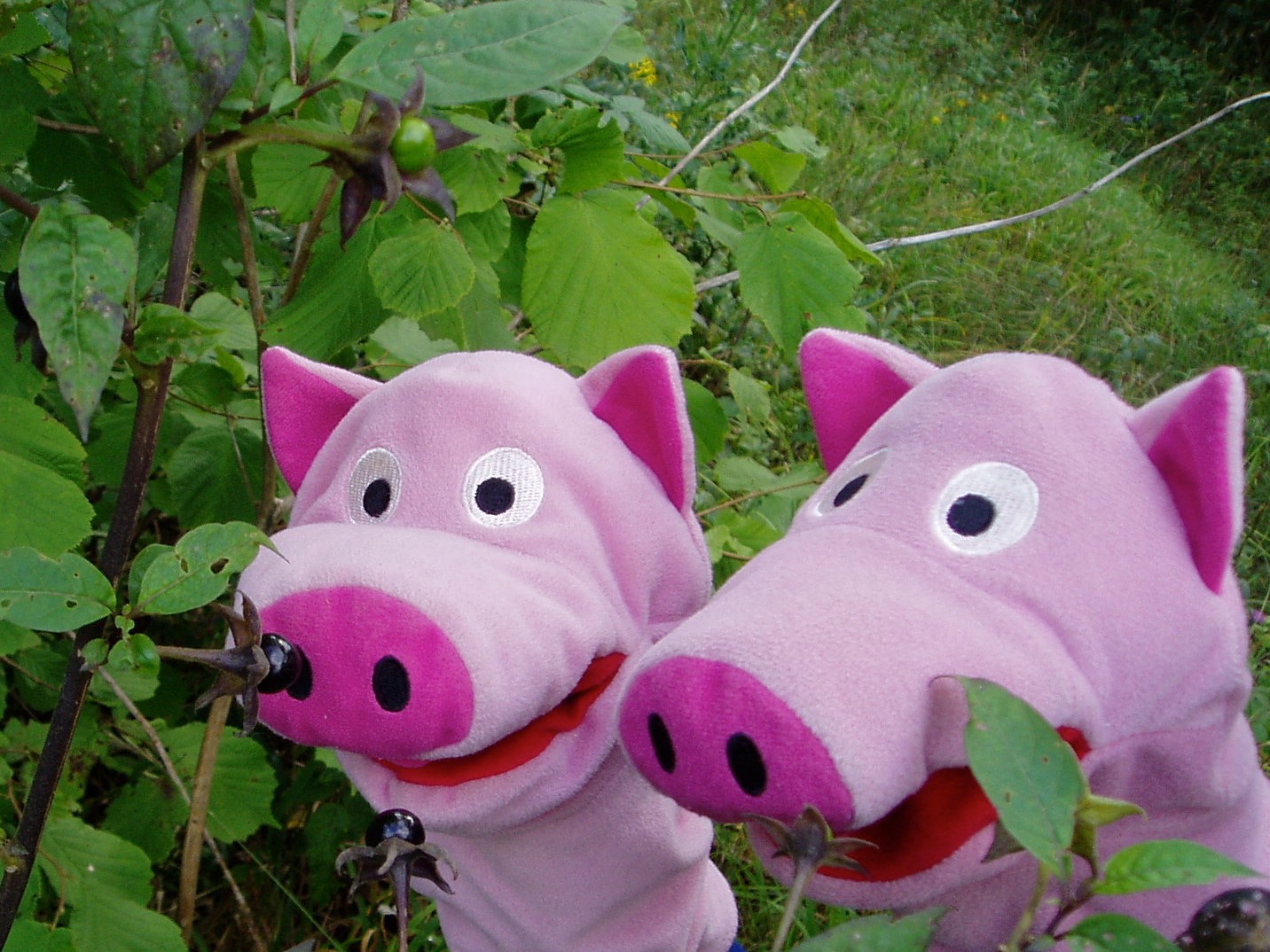 Ach nein - Tollkirschen! 