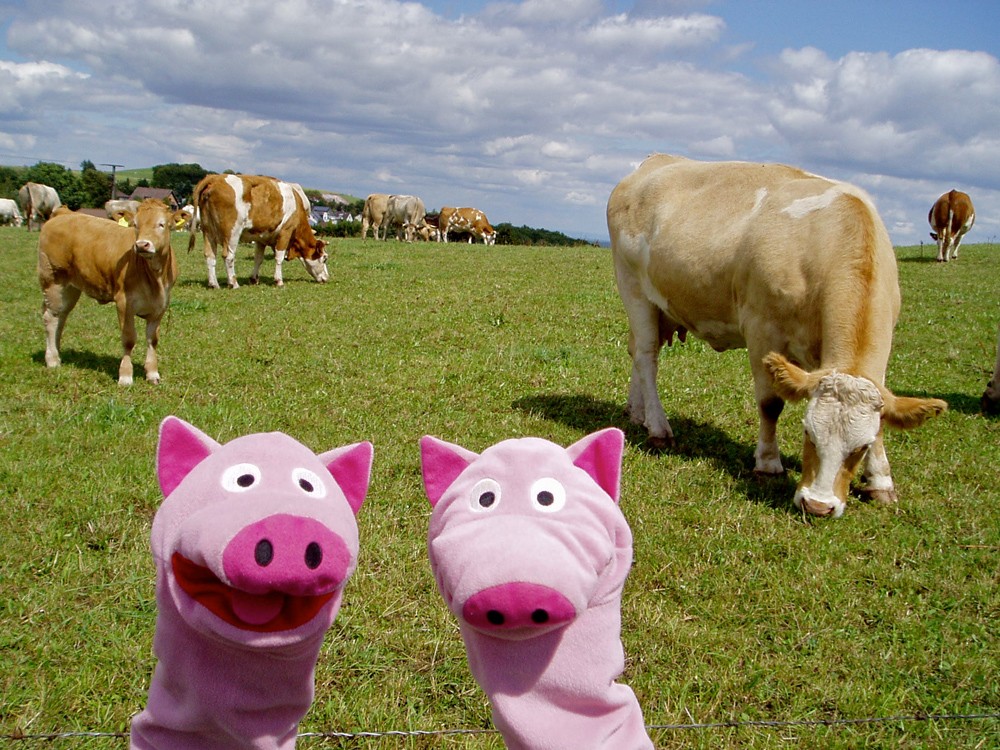 Aber wo geht es weiter? Die Schweine haben sich verlaufen.