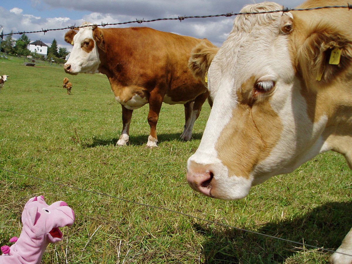 Die Schweine fragen nach dem Weg.
