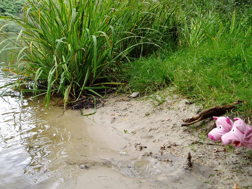 Hier spielen die Schweine am Strand des Buchholzer Weihers.