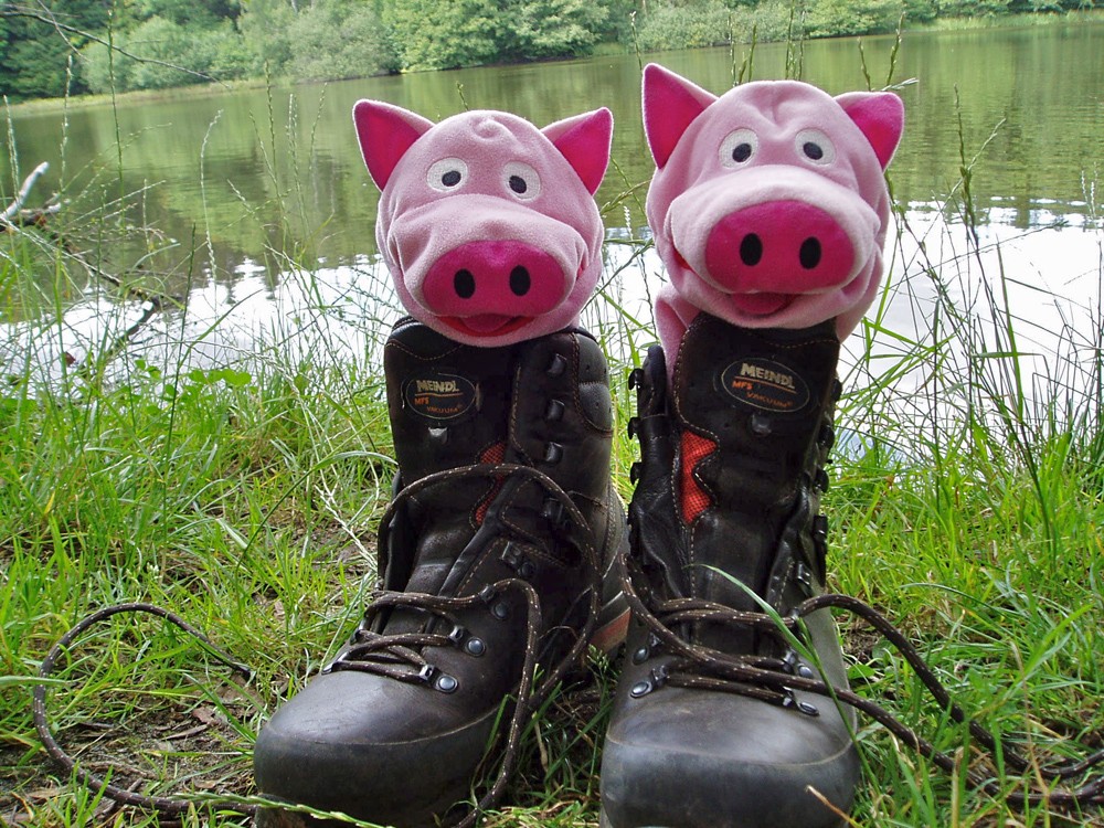 Gemütlich: Schweine im Schuh!