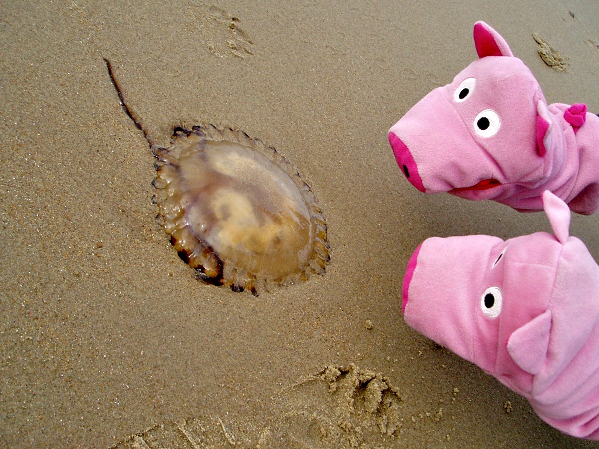 ... seltsames zu entdecken.