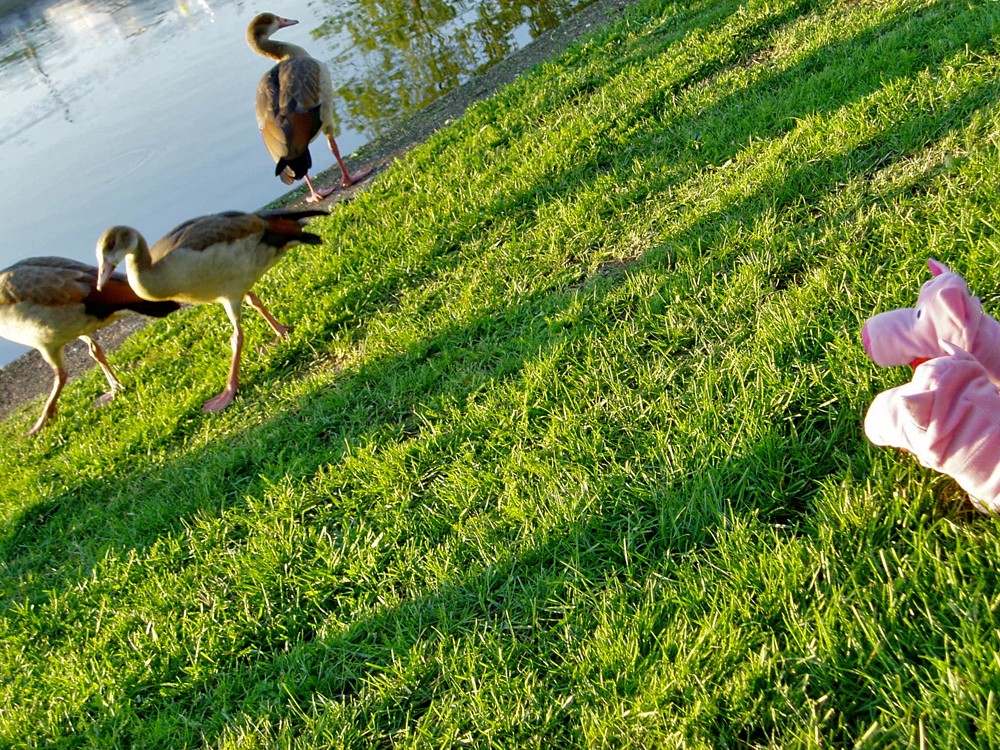 Die Gänse sind etwas scheu.