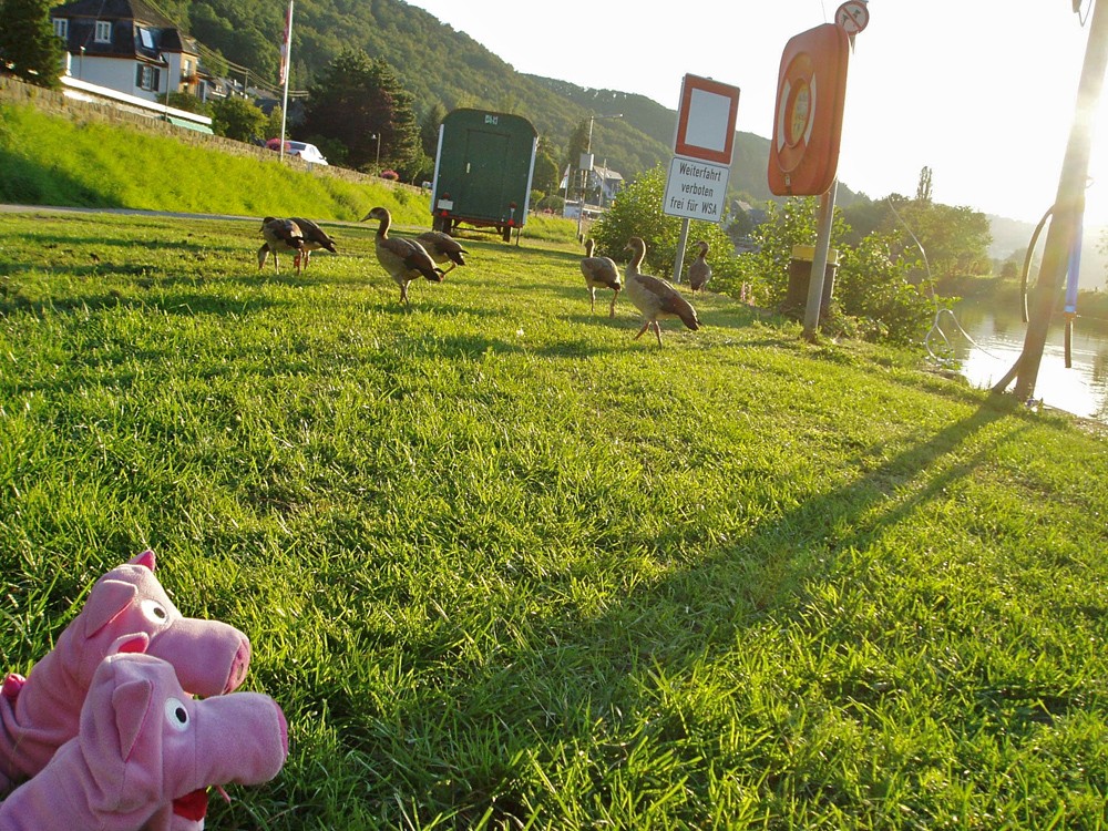 "Wir sind Vegetarier!"