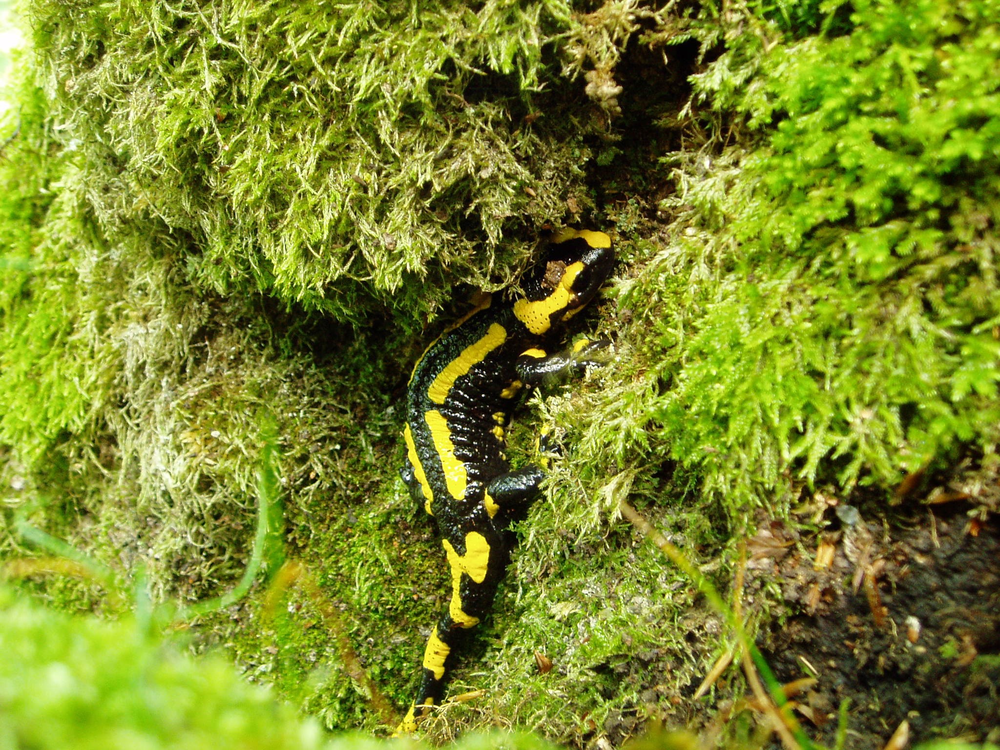 Hier wohnt auch der Feuersalamander.
