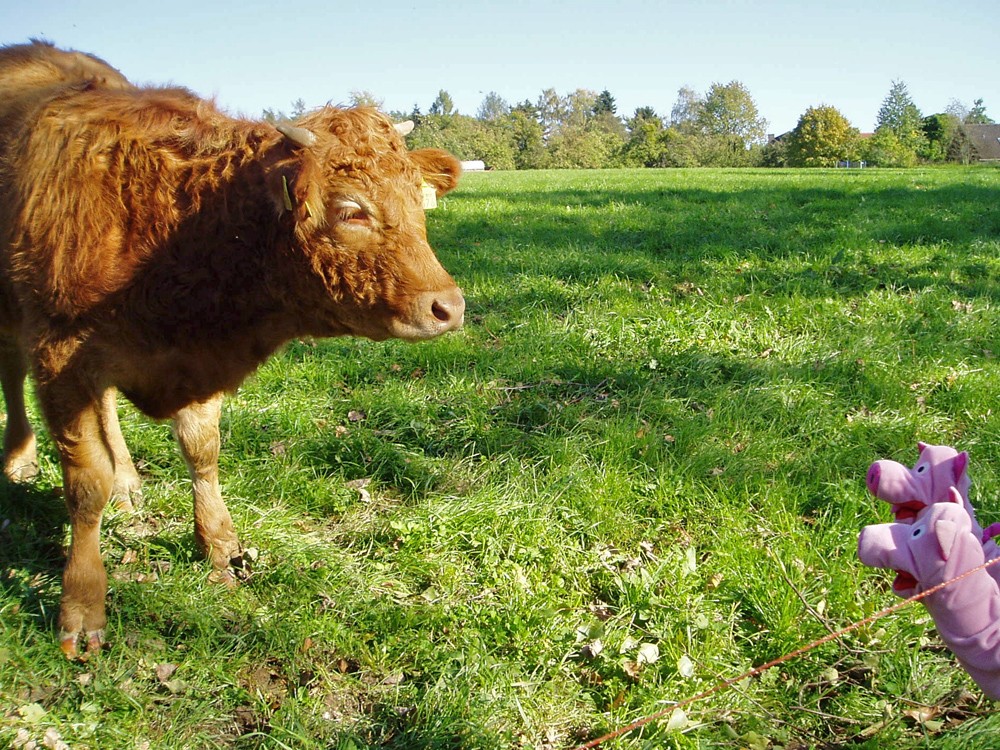 Die Schweine fragen, ob sie ein paar Äpfel pflücken dürfen. Der weiß aber nicht.