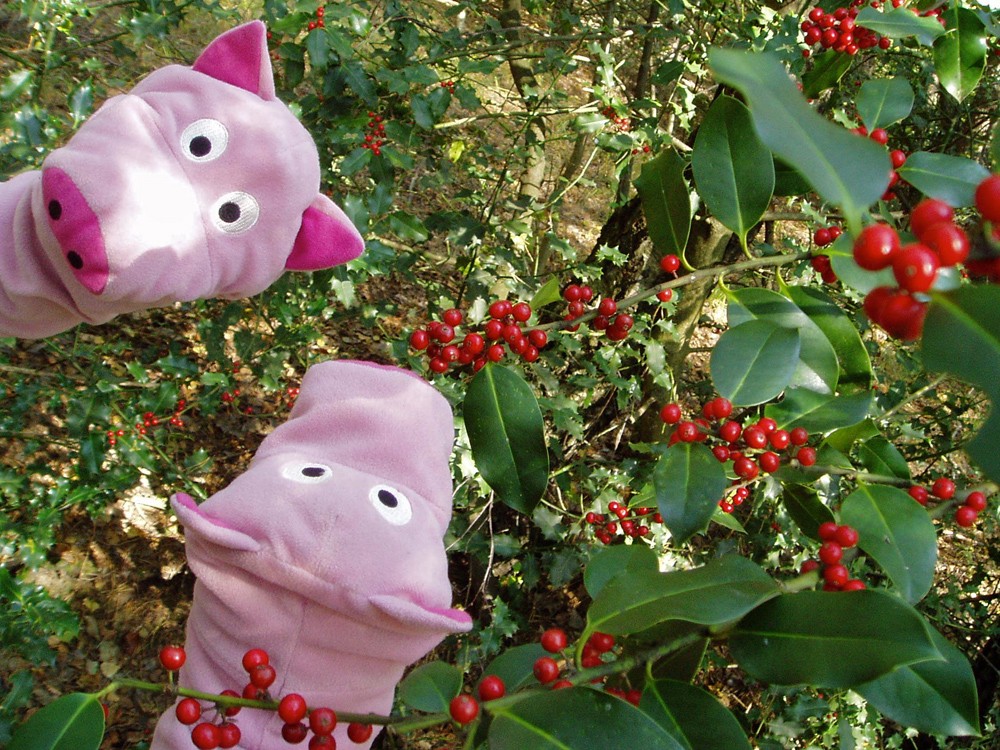 Aber die sind leider giftig ...