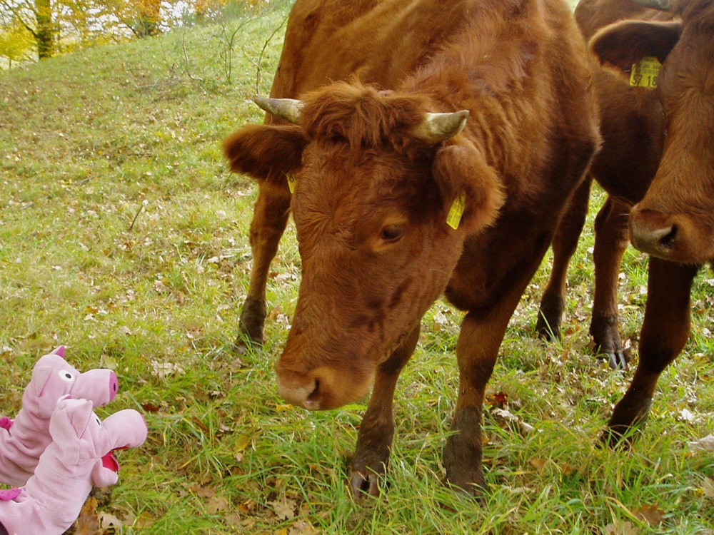 Kühe sind immer wieder interessante Gesprächspartner.