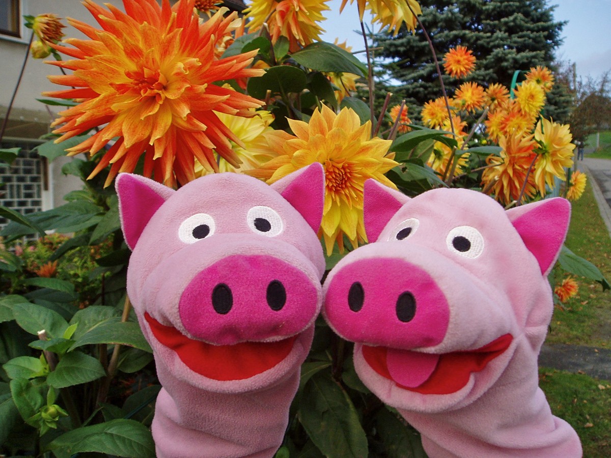 Das ist aber schnell wieder vergessen: Dahlienblüte mit Schweinen bei Dachskuhl.